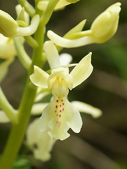 Orchis provincialis (flower).jpg