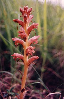 Orobanche teucrii.jpg