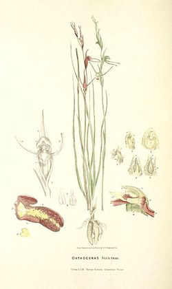 Orthoceras strictum - FitzGerald, Australian Orchids - vol. 1 pl. 17 (1882).jpg