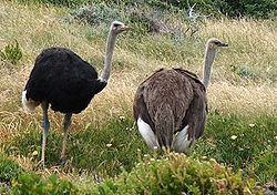 Ostriches cape point cropped.jpg