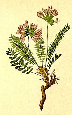 Oxytropis halleri Atlas Alpenflora.jpg