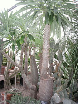 Pachypodium lamerei - Buffalo and Erie County Botanical Gardens - 1-10 - IMG 3567.JPG