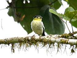 Pachyramphus versicolor (male) -NW Ecuador-6.jpg