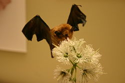 Palla's long-tongued bat.jpg