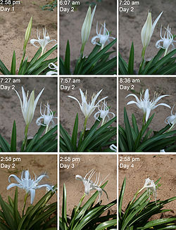Pancratium zeylanicum flower opening 3x3.jpg