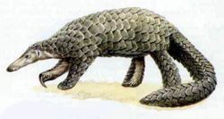 Pangolin ggant 28M gigantea29.jpg