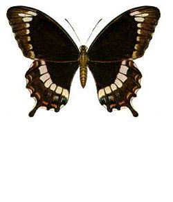 Papilio fuscus (ento-csiro-au).jpg
