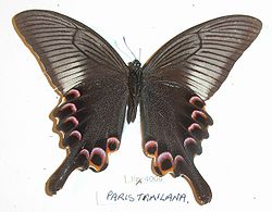 Papilio paris tamilana un.jpg