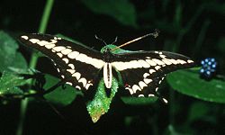 Papilio thoas.jpg
