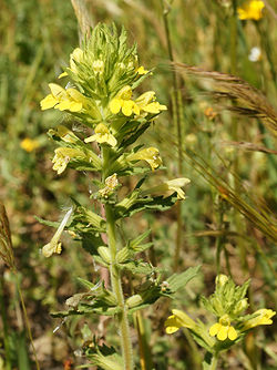 Parentucellia viscosa (flowers).jpg