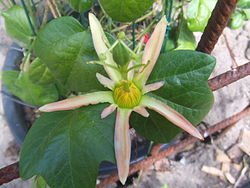 Passiflora herbertiana2.jpg
