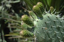Pear Cactus.jpg