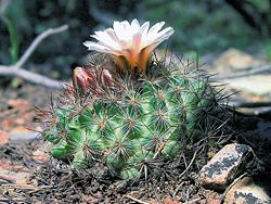 Pediocactus simpsonii fh 55 6 AZ B.jpg