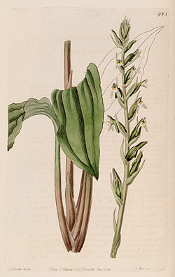 Pelexia adnata (as Pelexia spiranthoides) - Bot. Reg. 12 pl. 985 (1826).jpg