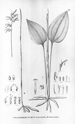 Pelexia macropoda (as Stenorrhynchos macropodum) - Pelexia hysterantha (as syn. Stenorrhynchos hysteranthum) - Flora Brasiliensis 3-4-38.jpg