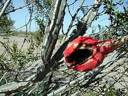 Peniocereus greggii fruit.jpg