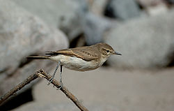 Perched Spot-billed Ground-tyrant (Muscisaxicola maculirostris) side view.jpg