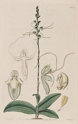 Peristylus tentaculatus (as Glossula tentaculata) - Bot. Reg. 10 pl. 862 (1824).jpg