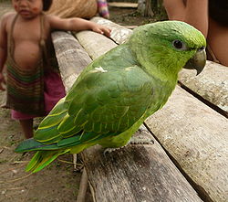 Peruvian Indians with Short-tailed Parrot-6-4cp.jpg