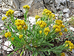 Petradoria pumila ssp pumila 2.jpg