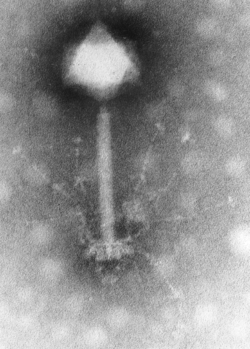 Phage S-PM2.png