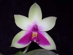 Phalaenopsis bellina toapel.jpg