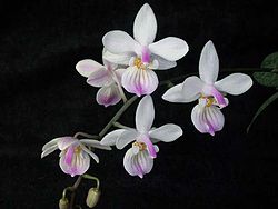Phalaenopsis lindenii toapel.jpg
