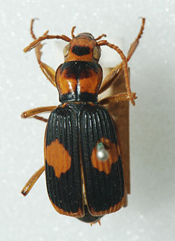 Pheropsophus verticalis 01 Pengo.jpg