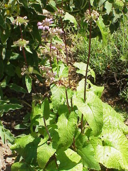 Phlomis herba-venti0.jpg