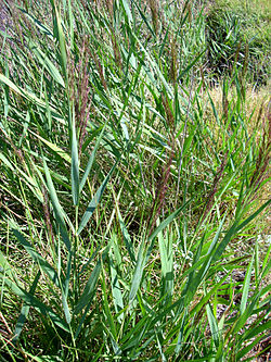 Phragmites australis habitus 15August2009 LagunadeCaracuel.jpg