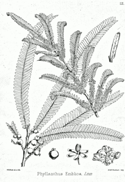 Phyllanthus emblica Bra52.png