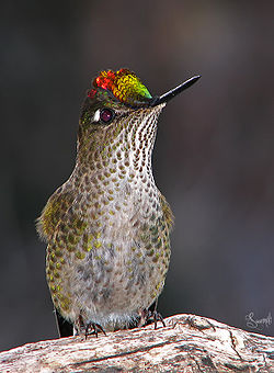 Picaflor colibri rubi.jpg