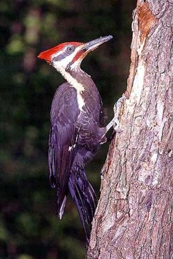 Pileated-Woodpecker.jpg