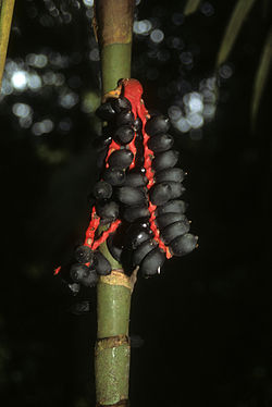 Pinanga malaiana.jpg