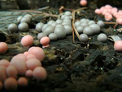 Pink and brown slime molds.jpg