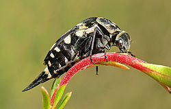 Pintail beetle Family Mordellidae.jpg