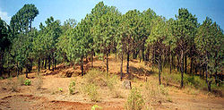 Pinus caribaea at Amarkantak.jpg