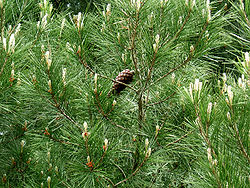 Pinus halepensis foliage.jpg