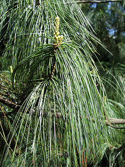 Pinus wallichiana 02.jpg