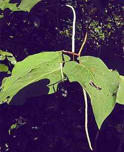Piper auritum-leaves-flowers1.jpg