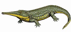 Platyoposaurus12DB.jpg