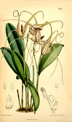 Pleurothallis glossopogon (as Pleurothallis insignis) - Curtis' 113 (Ser. 3 no. 43) pl. 6936 (1887).jpg