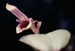 Pleurothallis miqueliana fl 1.jpg