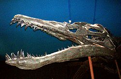 Pliosaurus 1.JPG
