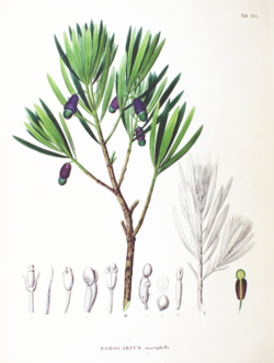 Podocarpus macrophyllus SZ134.png