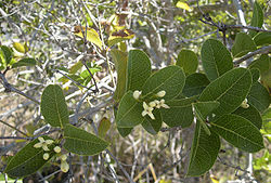 Pogonolobus reticulatus foliage and flowers.jpg