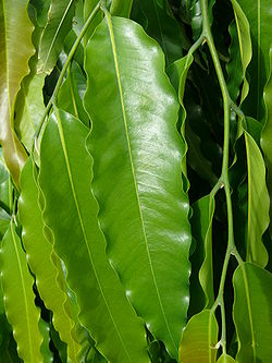Polyalthia longifolia var pendula - leaves 1.jpg