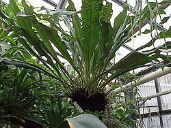 Polypodium crassifolium1.jpg