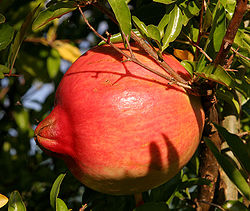 Pomegranate fruit.jpg