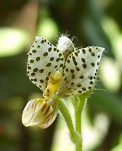 Ponthieva maculata jo cdlm - flower.jpg